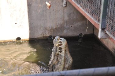 Darwin Crocodilus Park 006 DSC 0866 scaled Darwin Crocodilus Park 006 DSC 0866 scaled