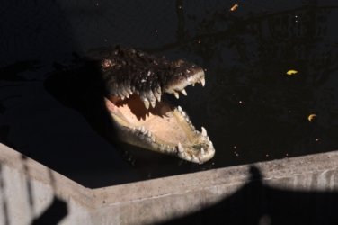 Darwin Crocodilus Park 008 DSC 0868 scaled Darwin Crocodilus Park 008 DSC 0868 scaled