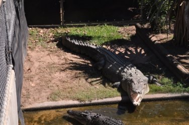 Darwin Crocodilus Park 015 DSC 0875 scaled Darwin Crocodilus Park 015 DSC 0875 scaled