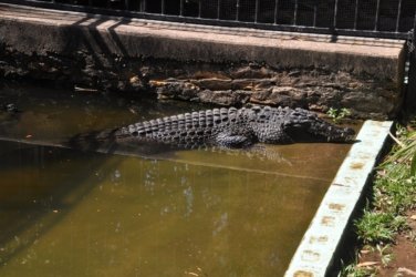 Darwin Crocodilus Park 017 DSC 0877 scaled Darwin Crocodilus Park 017 DSC 0877 scaled