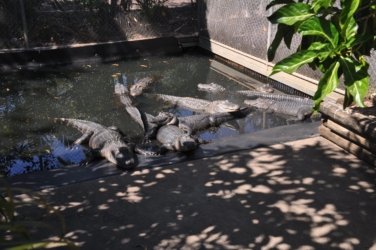 Darwin Crocodilus Park 022 DSC 0882 scaled Darwin Crocodilus Park 022 DSC 0882 scaled