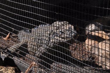 Darwin Crocodilus Park 028 DSC 0888 scaled Darwin Crocodilus Park 028 DSC 0888 scaled
