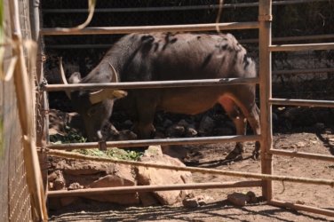 Darwin Crocodilus Park 030 DSC 0890 scaled Darwin Crocodilus Park 030 DSC 0890 scaled
