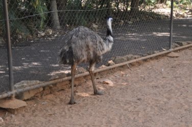 Darwin Crocodilus Park 035 DSC 0895 scaled Darwin Crocodilus Park 035 DSC 0895 scaled