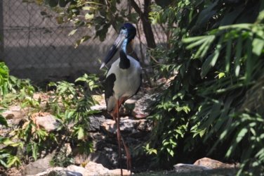Darwin Crocodilus Park 036 DSC 0896 scaled Darwin Crocodilus Park 036 DSC 0896 scaled