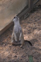 Darwin Crocodilus Park 040 DSC 0900 scaled Darwin Crocodilus Park 040 DSC 0900 scaled