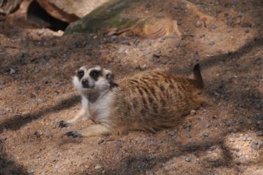 Darwin Crocodilus Park 041 DSC 0901 scaled Darwin Crocodilus Park 041 DSC 0901 scaled