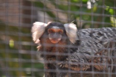 Darwin Crocodilus Park 049 DSC 0909 scaled Darwin Crocodilus Park 049 DSC 0909 scaled