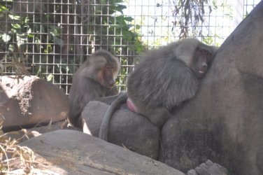 Darwin Crocodilus Park 058 DSC 0918 scaled Darwin Crocodilus Park 058 DSC 0918 scaled
