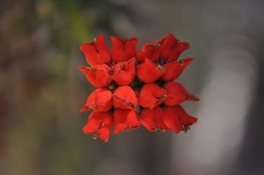 Darwin Crocodilus Park 064 DSC 0924 scaled Darwin Crocodilus Park 064 DSC 0924 scaled
