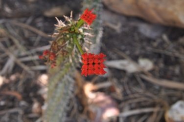 Darwin Crocodilus Park 065 DSC 0925 scaled Darwin Crocodilus Park 065 DSC 0925 scaled