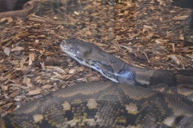 Darwin Crocodilus Park 071 DSC 0931 scaled Darwin Crocodilus Park 071 DSC 0931 scaled