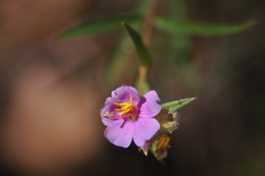 Litchfield Florence Falls and Buley Rockhole010 Litchfield Florence Falls 038 DSC 0187 scaled Litchfield Florence Falls and Buley Rockhole010 Litchfield Florence Falls 038 DSC 0187 scaled