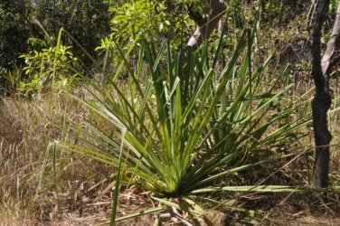 Litchfield Florence Falls and Buley Rockhole023 Litchfield Florence Falls 051 DSC 0200 scaled Litchfield Florence Falls and Buley Rockhole023 Litchfield Florence Falls 051 DSC 0200 scaled