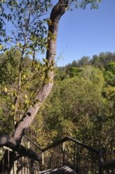 Litchfield Florence Falls and Buley Rockhole055 Litchfield Florence Falls 083 DSC 0232 scaled Litchfield Florence Falls and Buley Rockhole055 Litchfield Florence Falls 083 DSC 0232 scaled