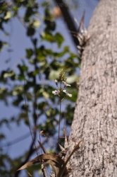 Litchfield Greenant Creek 016 DSC 0033 Litchfield Greenant Creek 016 DSC 0033