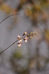 Litchfield Greenant Creek 018 DSC 0035 Litchfield Greenant Creek 018 DSC 0035
