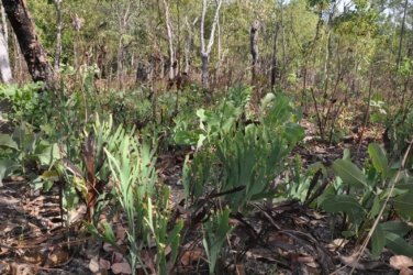 Litchfield Greenant Creek 021 DSC 0038 Litchfield Greenant Creek 021 DSC 0038