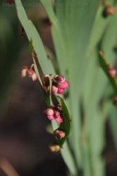 Litchfield Greenant Creek 022 DSC 0039 Litchfield Greenant Creek 022 DSC 0039