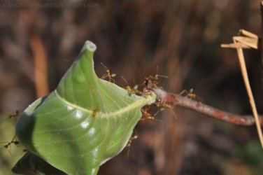 Litchfield Greenant Creek 023 DSC 0040 Litchfield Greenant Creek 023 DSC 0040
