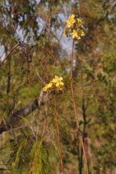 Litchfield Greenant Creek 025 DSC 0042 Litchfield Greenant Creek 025 DSC 0042