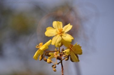 Litchfield Greenant Creek 027 DSC 0044 Litchfield Greenant Creek 027 DSC 0044