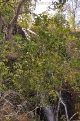 Litchfield Greenant Creek 039 DSC 0056 Litchfield Greenant Creek 039 DSC 0056