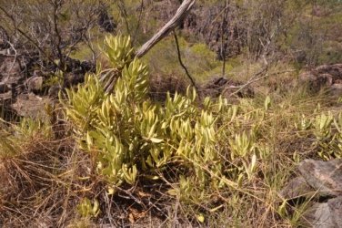 Litchfield Tolmer Falls 016 DSC 0973 Litchfield Tolmer Falls 016 DSC 0973