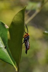 Litchfield Walker Creek 008 DSC 0141 Litchfield Walker Creek 008 DSC 0141