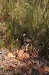 Litchfield Walker Creek 012 DSC 0145 Litchfield Walker Creek 012 DSC 0145