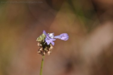 Litchfield Walker Creek 013 DSC 0146 Litchfield Walker Creek 013 DSC 0146