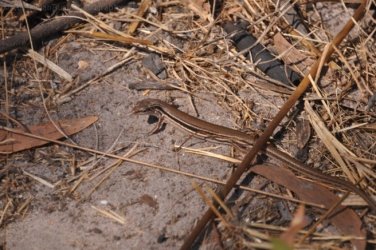 Litchfield Walker Creek 015 DSC 0148 Litchfield Walker Creek 015 DSC 0148