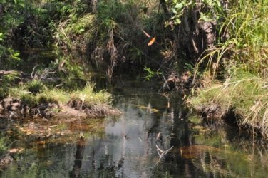 Litchfield Walker Creek 025 DSC 0158 Litchfield Walker Creek 025 DSC 0158