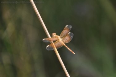 Litchfield Walker Creek 029 DSC 0162 Litchfield Walker Creek 029 DSC 0162
