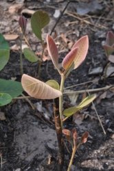 Litchfield Walker Creek 034 DSC 0167 Litchfield Walker Creek 034 DSC 0167