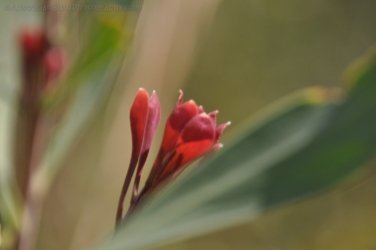 Litchfield Walker Creek 035 DSC 0168 Litchfield Walker Creek 035 DSC 0168