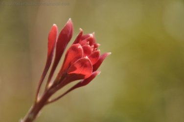 Litchfield Walker Creek 037 DSC 0170 Litchfield Walker Creek 037 DSC 0170
