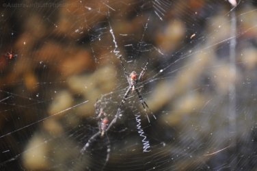 Litchfield Wangi Falls 009 DSC 1001 Litchfield Wangi Falls 009 DSC 1001