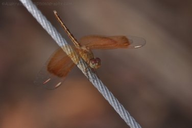 Litchfield Wangi Falls 018 DSC 0002 Litchfield Wangi Falls 018 DSC 0002