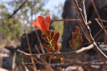 Litchfield Lost City 048 DSC 0280
