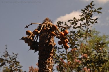 Berry Springs Nature Park 003 DSC 0601 Berry Springs Nature Park 003 DSC 0601