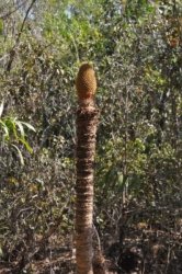 Berry Springs Nature Park 005 DSC 0603 Berry Springs Nature Park 005 DSC 0603