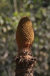 Berry Springs Nature Park 006 DSC 0604 Berry Springs Nature Park 006 DSC 0604