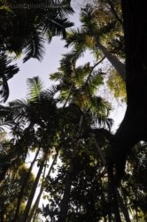 Berry Springs Nature Park 009 DSC 0607 Berry Springs Nature Park 009 DSC 0607