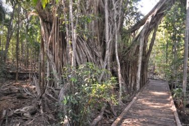 Berry Springs Nature Park 011 DSC 0609 Berry Springs Nature Park 011 DSC 0609