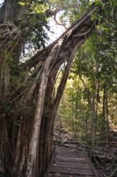 Berry Springs Nature Park 015 DSC 0613 Berry Springs Nature Park 015 DSC 0613