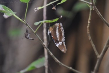 Berry Springs Nature Park 018 DSC 0616 Berry Springs Nature Park 018 DSC 0616