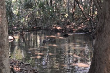 Berry Springs Nature Park 033 DSC 0631 Berry Springs Nature Park 033 DSC 0631