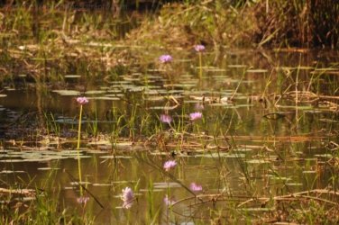 Mt Nancar Wilderness Retreat Daly River 009 DSC 0322 Mt Nancar Wilderness Retreat Daly River 009 DSC 0322