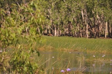 Mt Nancar Wilderness Retreat Daly River 019 DSC 0332 Mt Nancar Wilderness Retreat Daly River 019 DSC 0332